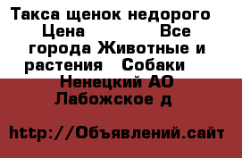 Такса щенок недорого › Цена ­ 15 000 - Все города Животные и растения » Собаки   . Ненецкий АО,Лабожское д.